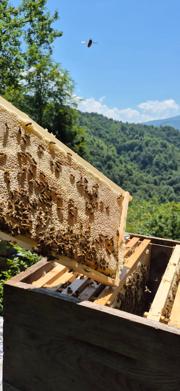 Bee hive and honey production